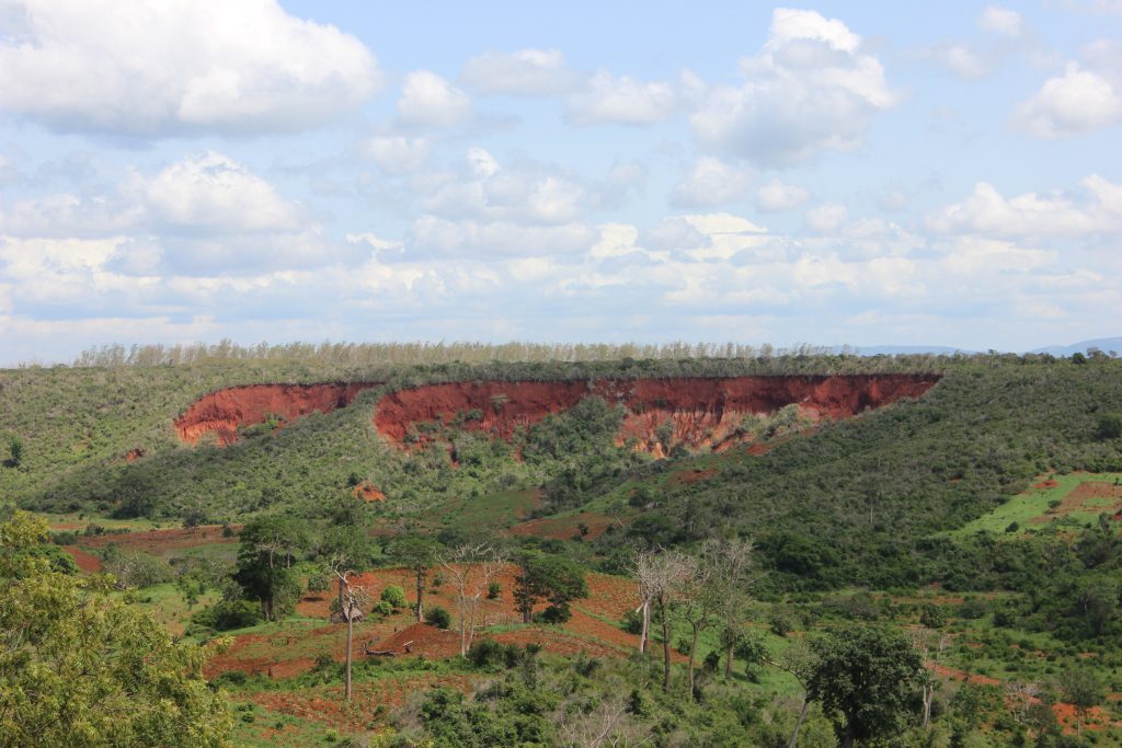 MADUNGUNI FOREST – A Remnant Indigenous Coastal Forest Dying a Slow, Painful Death. 