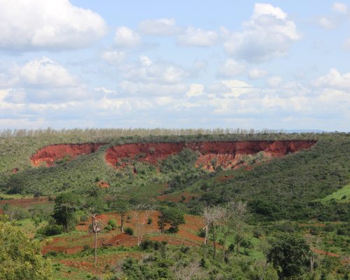 MADUNGUNI FOREST – A Remnant Indigenous Coastal Forest Dying a Slow, Painful Death. 