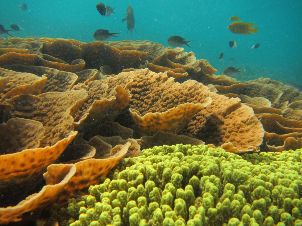 CORAL GARDENING – A New Approach to Coral Reef Restoration