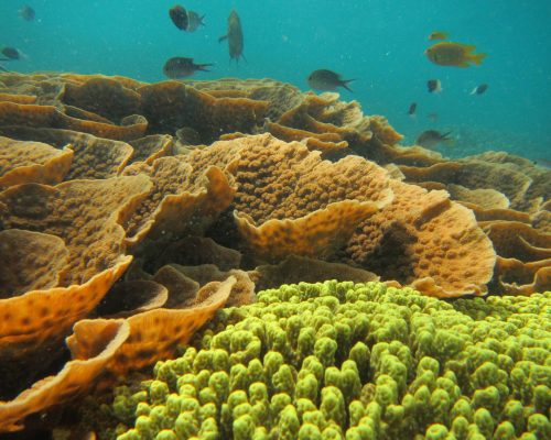 CORAL GARDENING – A New Approach to Coral Reef Restoration